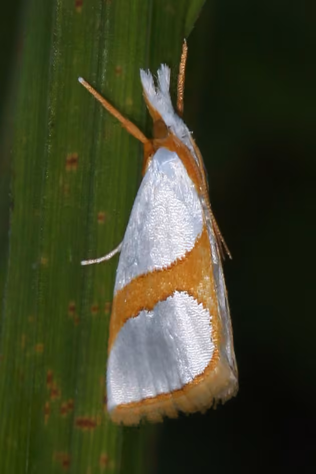 Curved-lined Vaxi Moth, Adult
