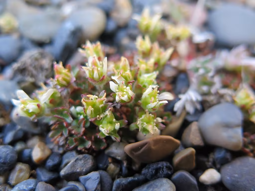 Saxifrage des ruisseaux, photo 1 sur 5