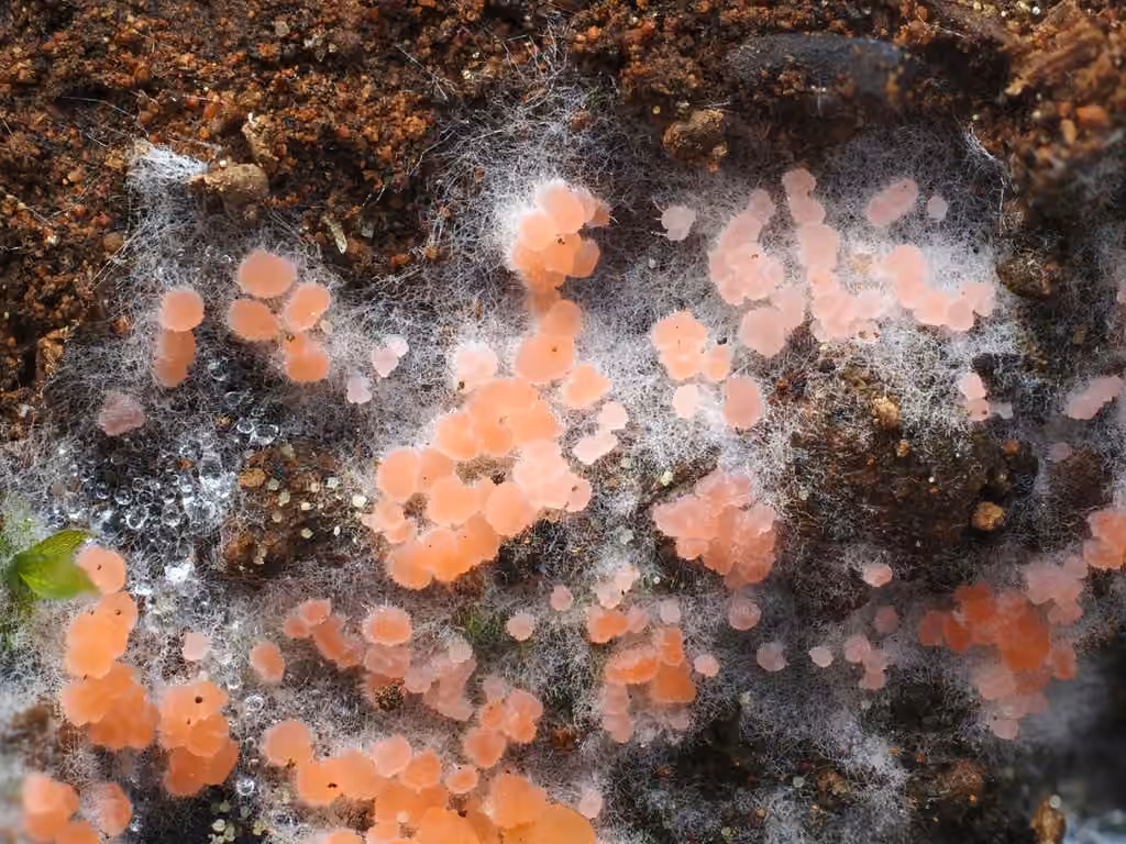 Pyronema omphalodes, photo 1 sur 5