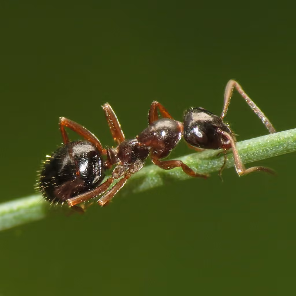 Fuzzy mound ant, Adult