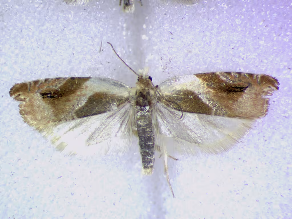 Ancylis mira, Adulte