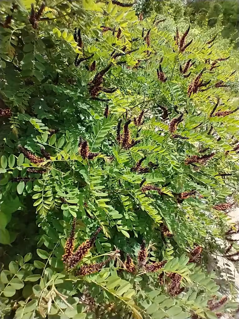 False indigo, In flower