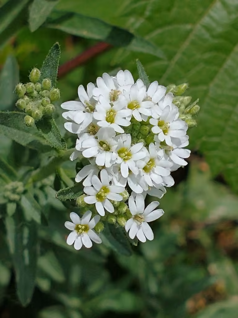Berteroa blanc, En fleurs