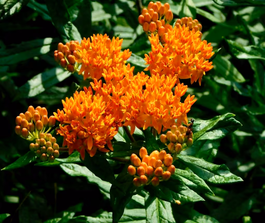 Asclépiade tubéreuse, En fleurs