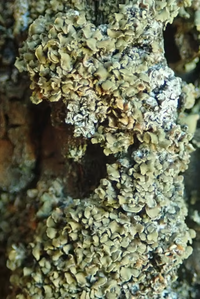 Squamelle imbriquée, photo 3 sur 5
