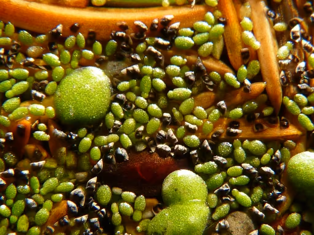 Dotted watermeal, photo 2 of 5