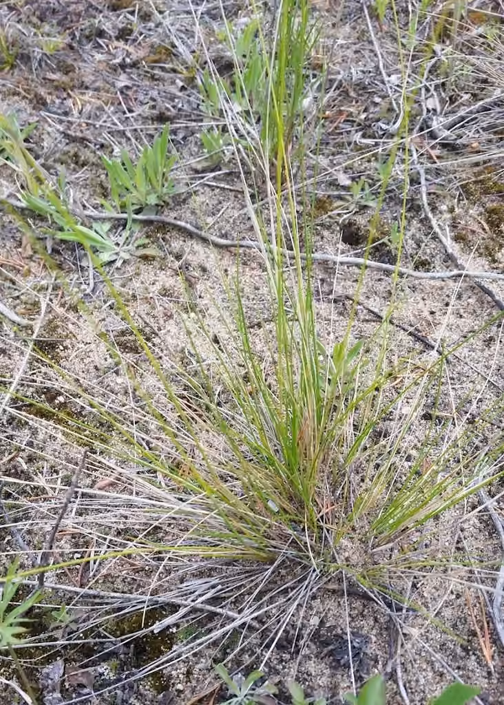 Oryzopsis piquant, En fruits