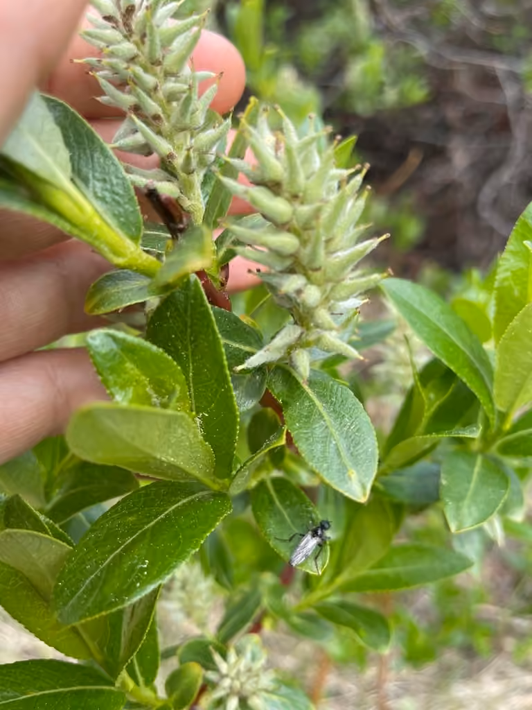Saule de McCalla, En fruits