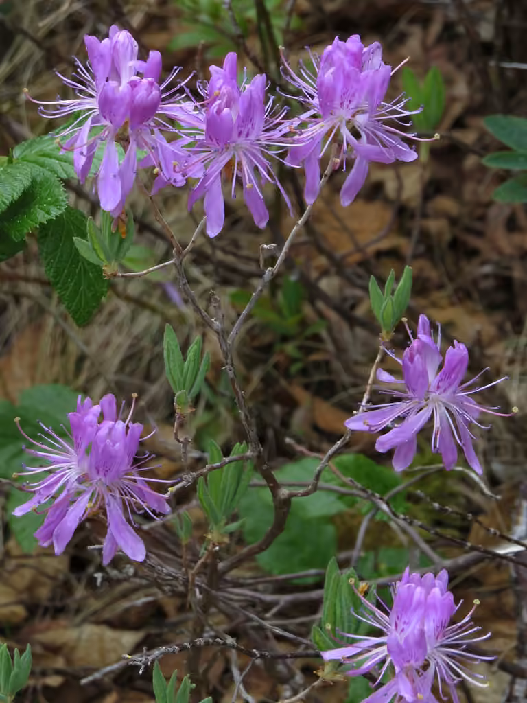 Rhodora