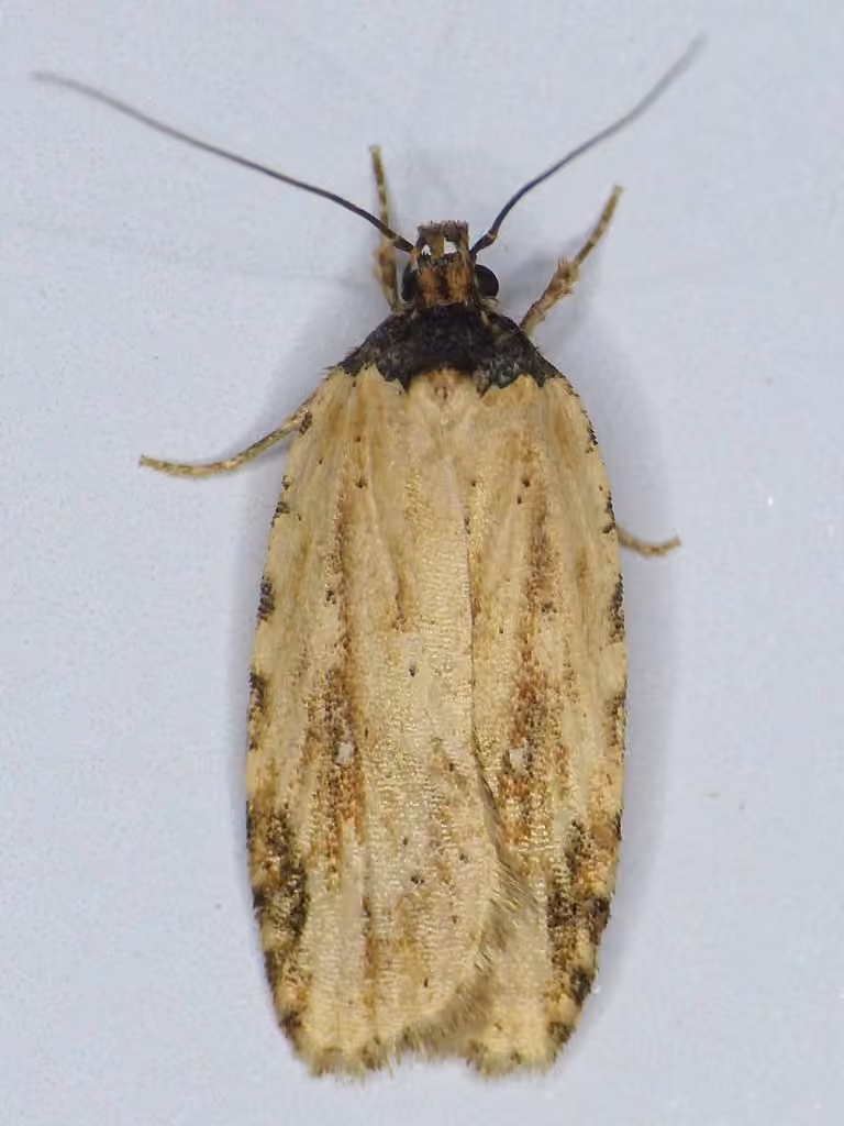 Beggartick Leaffolder Moth, Adult