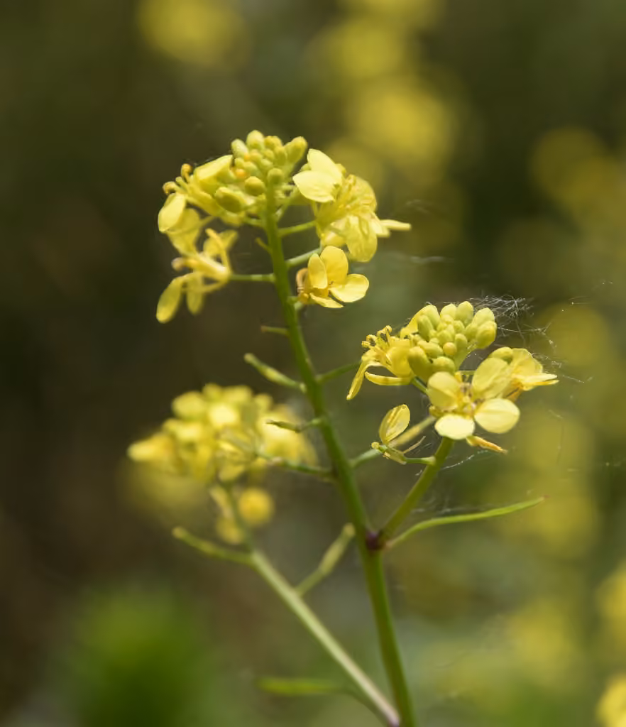 Black mustard, photo 1 of 5