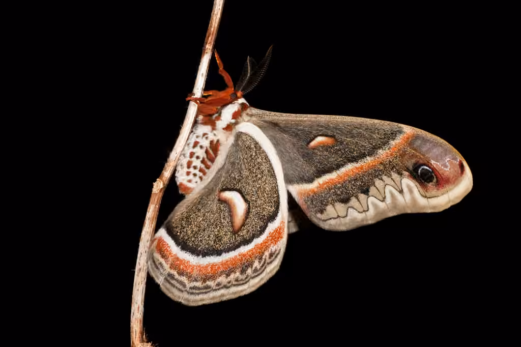 Saturnie cécropia
