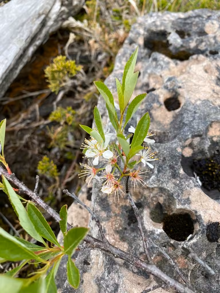 Sandcherry, In flower