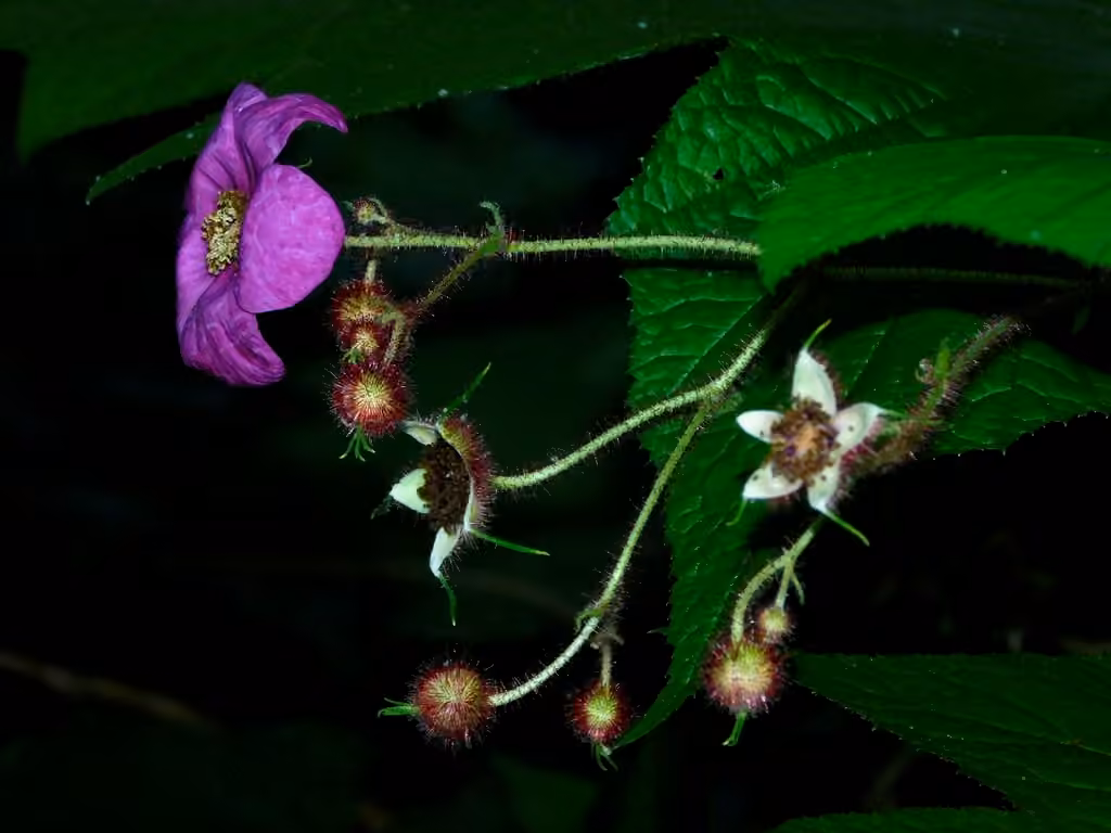 Purpleflowering raspberry, In flower