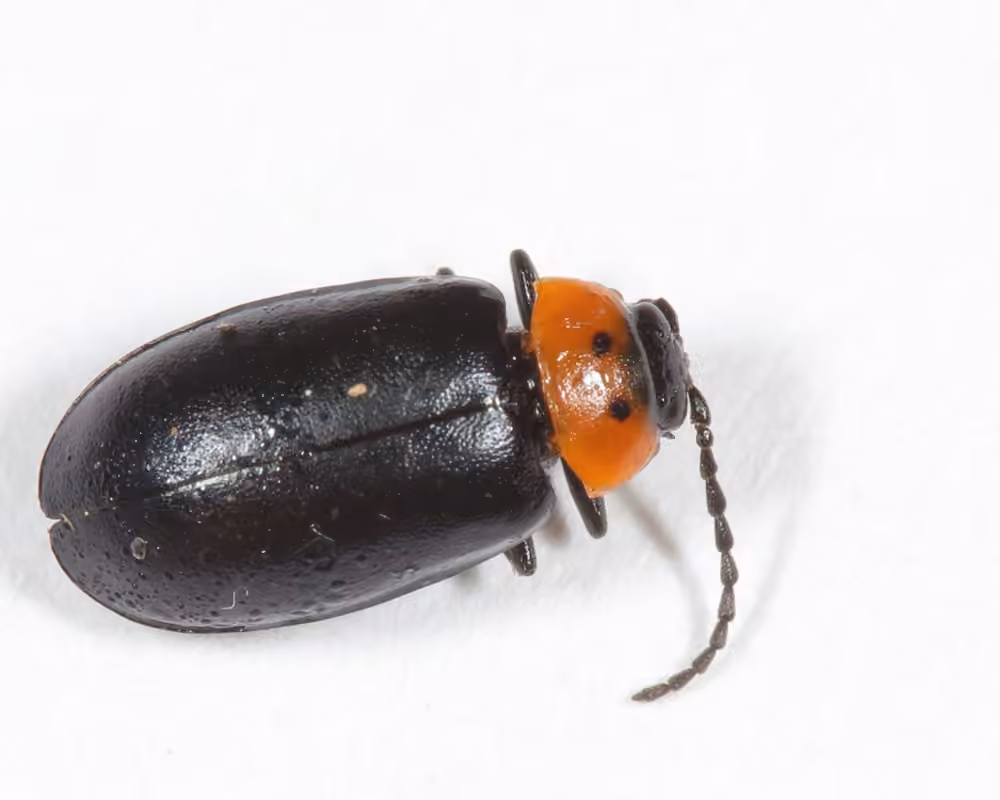 Three-spotted Flea Beetle, photo 1 of 5