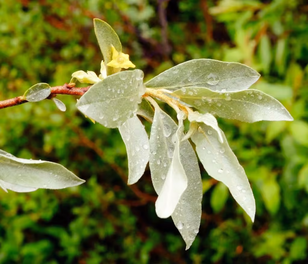 Silverberry, In flower