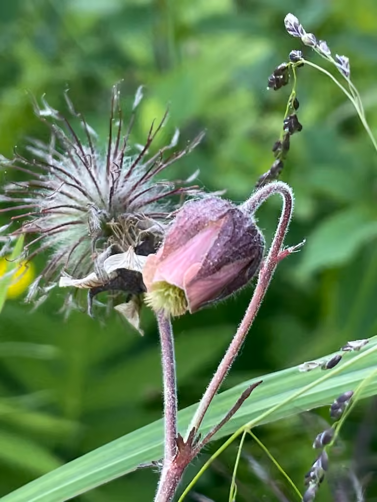 Benoîte des ruisseaux, En fruits