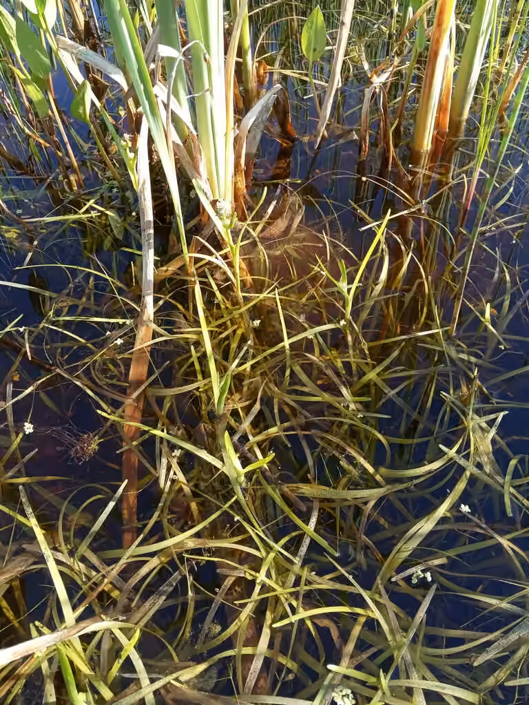 Small bur-reed, Flower buds