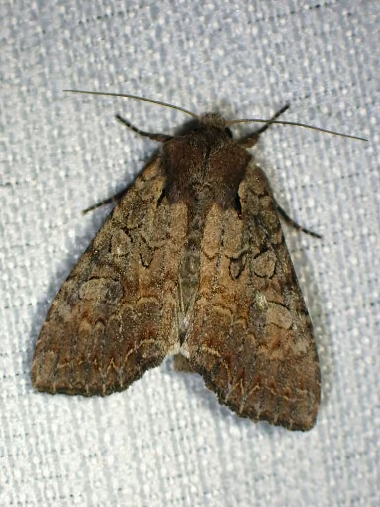 Garden Arches Moth, Adult
