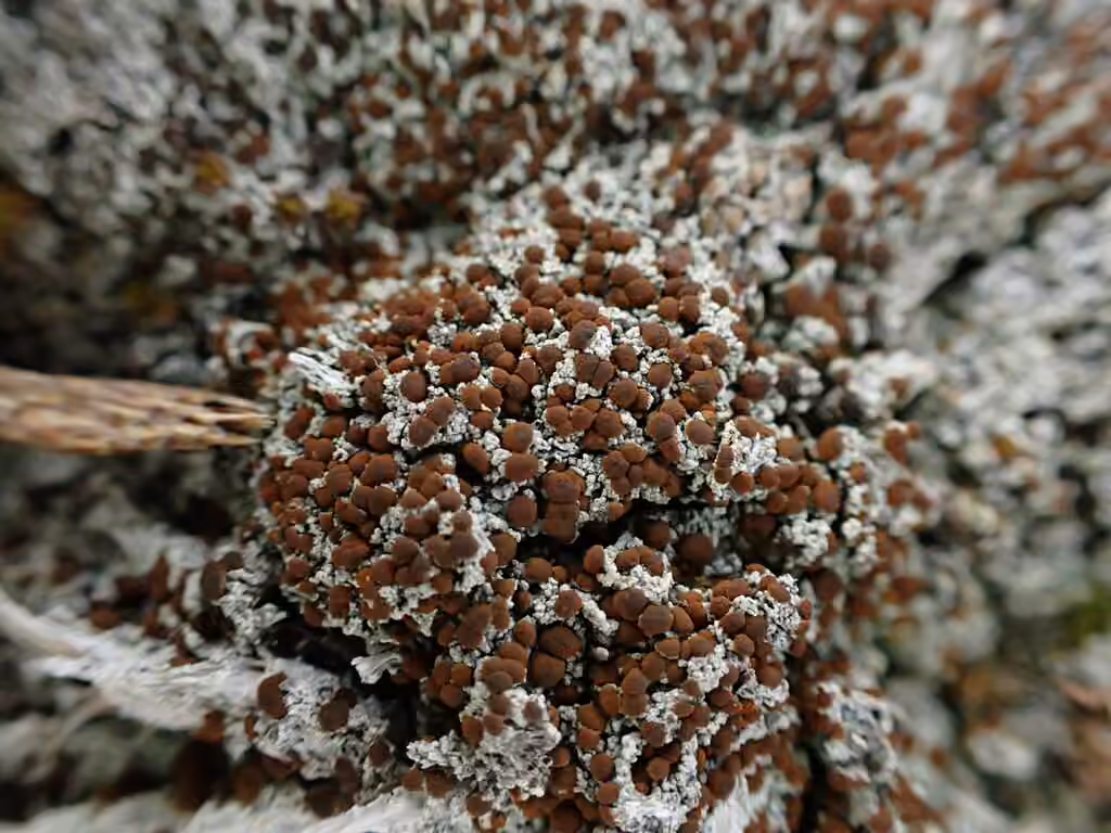 Caloplaque à spores jaunes, photo 1 sur 5