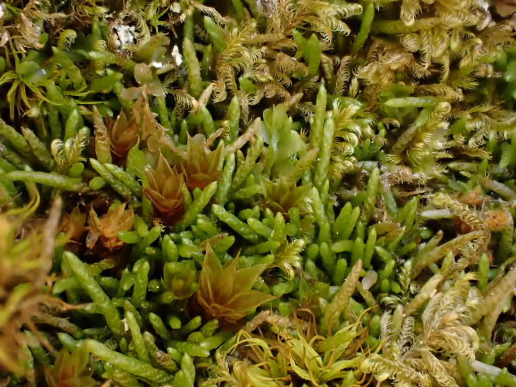 Myurelle ficelle, photo 3 sur 5