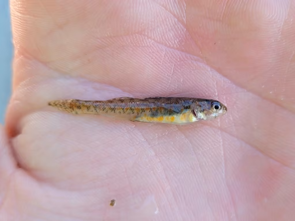 Iowa Darter, Juvenile