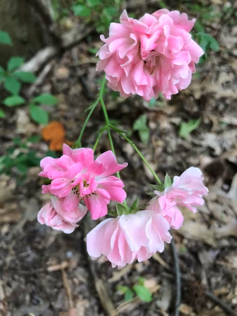 Rosier de France, En fleurs