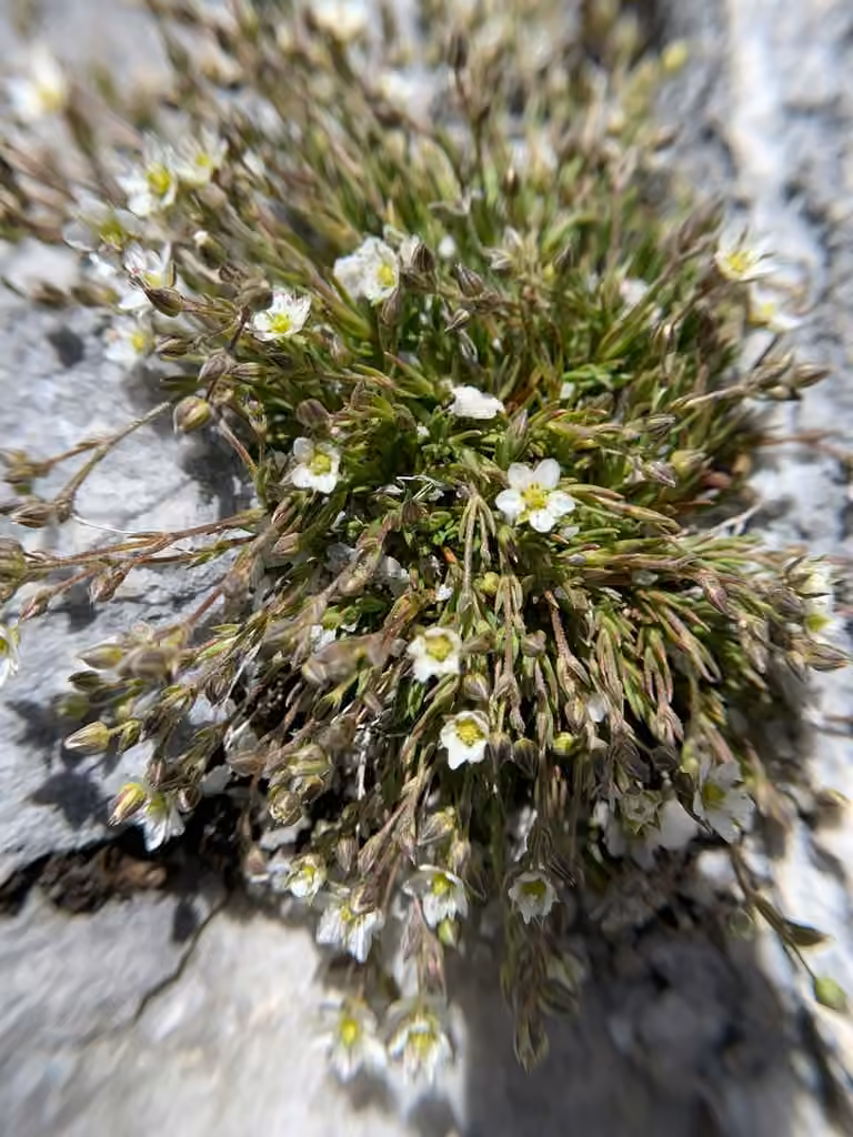 Beautiful sandwort