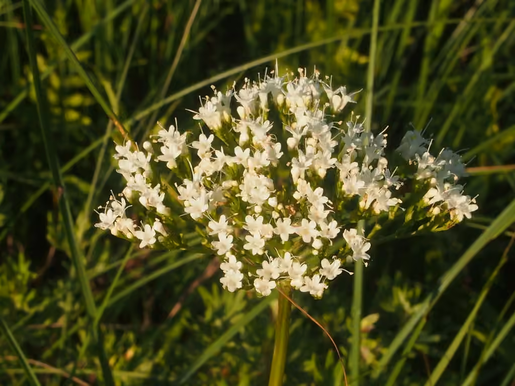 Mountain valerian, In flower