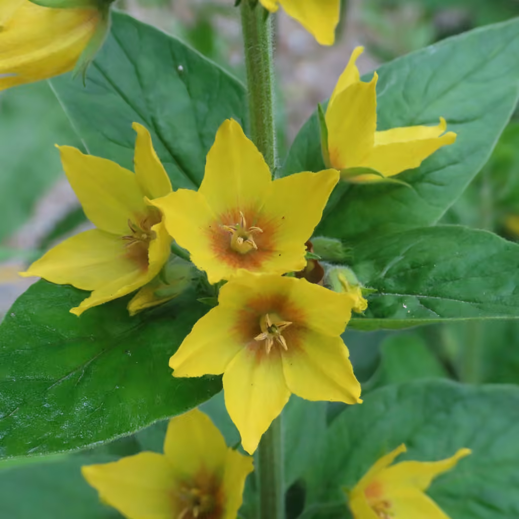 Lysimaque ponctuée, En fleurs