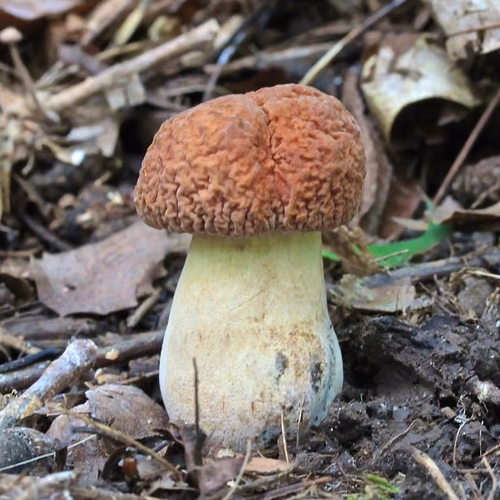 Bolet de Horton, photo 1 sur 5