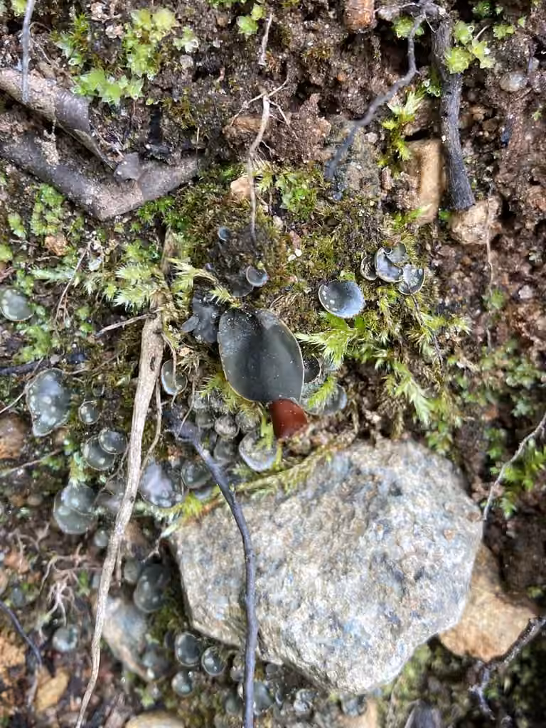 Peltigère didactyle, photo 3 sur 5