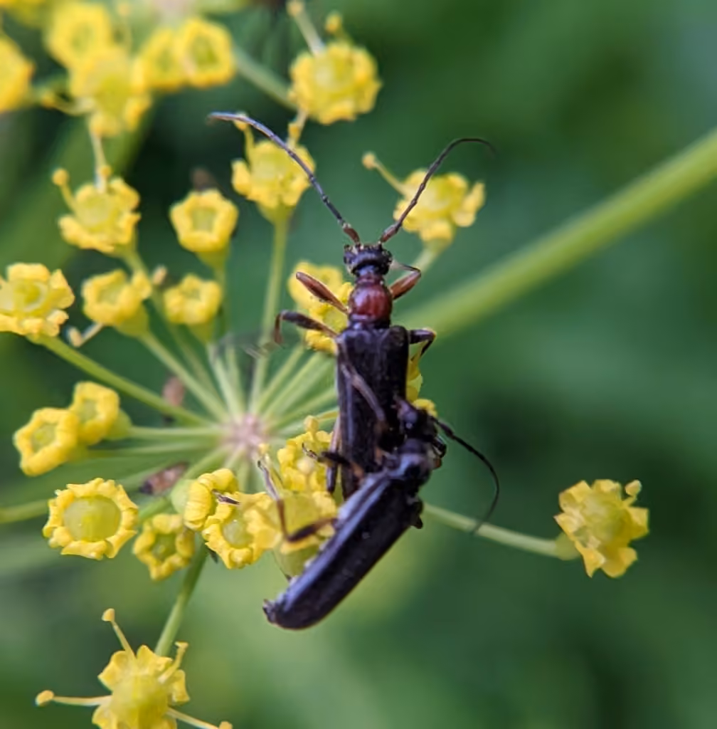 Longicorne à pattes rayées, Mâle adulte