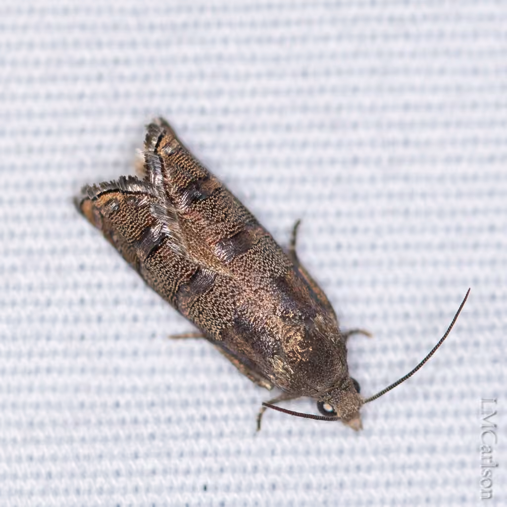 Eastern Pine Seedworm Moth, photo 2 of 5