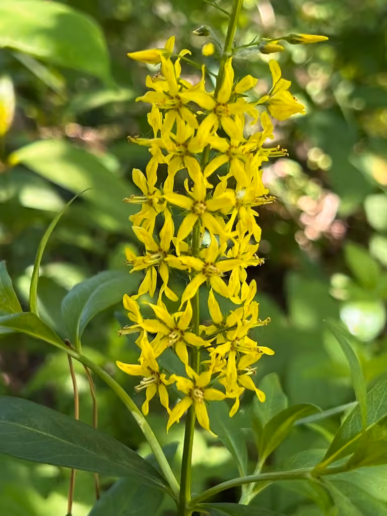 Lysimaque terrestre