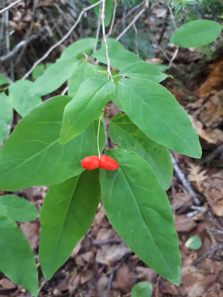 Chèvrefeuille du Canada, En fruits