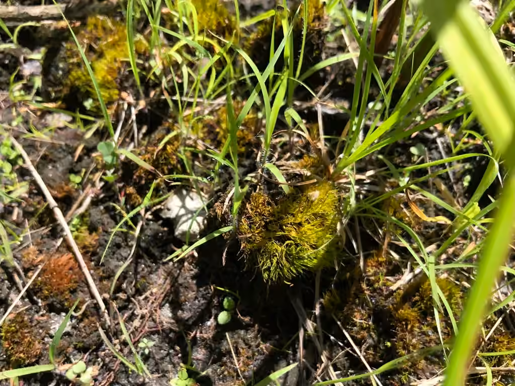 Fragile tortella moss, photo 3 of 5