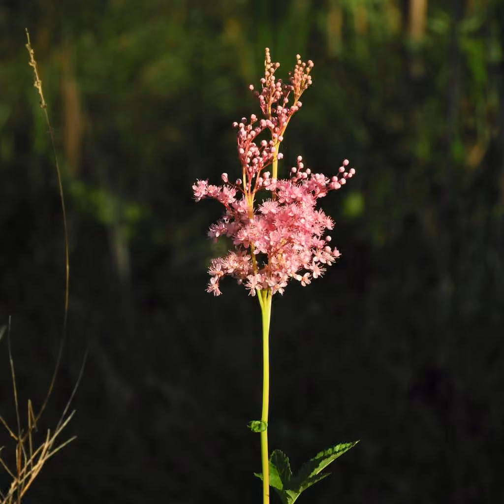 Queen of the prairie