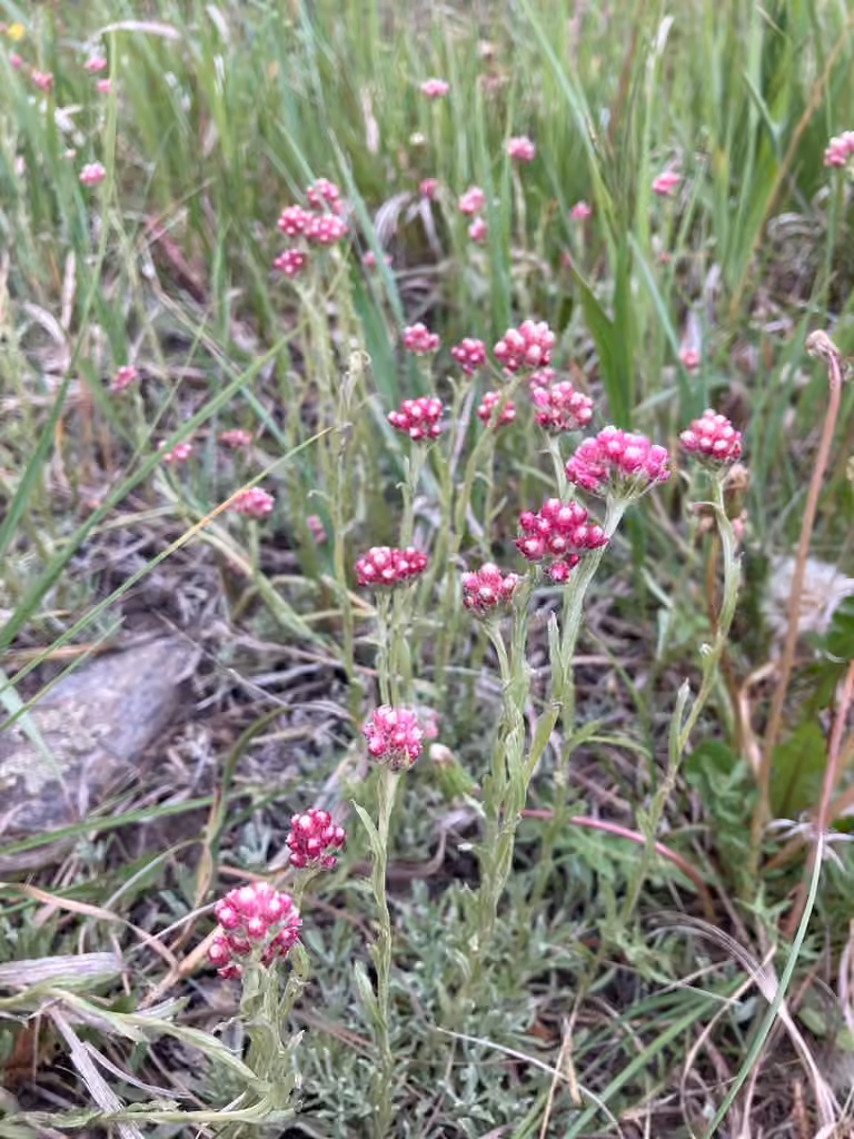 Antennaire rosée, En fleurs
