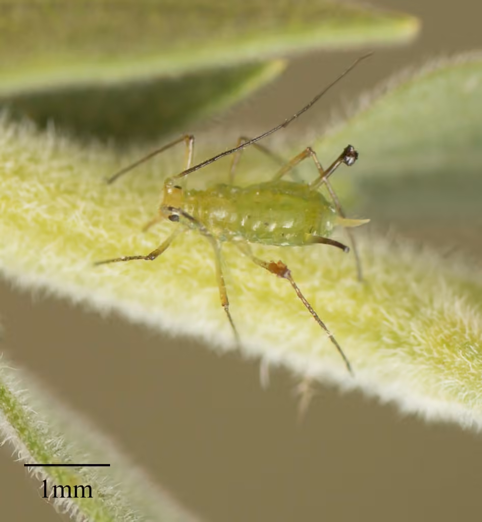 Uroleucon erigeronense, photo 1 sur 5