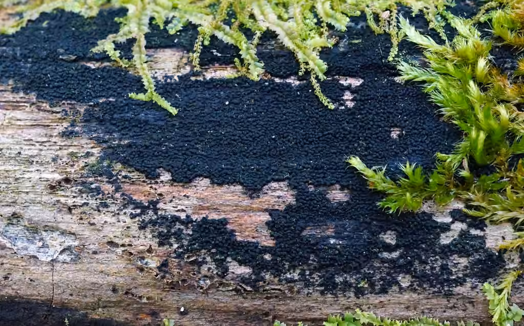 Anteaglonium globosum
