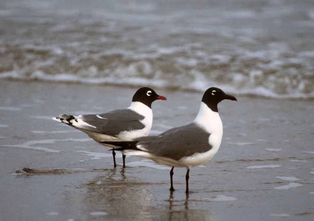 Franklin's Gull, photo 3 of 5
