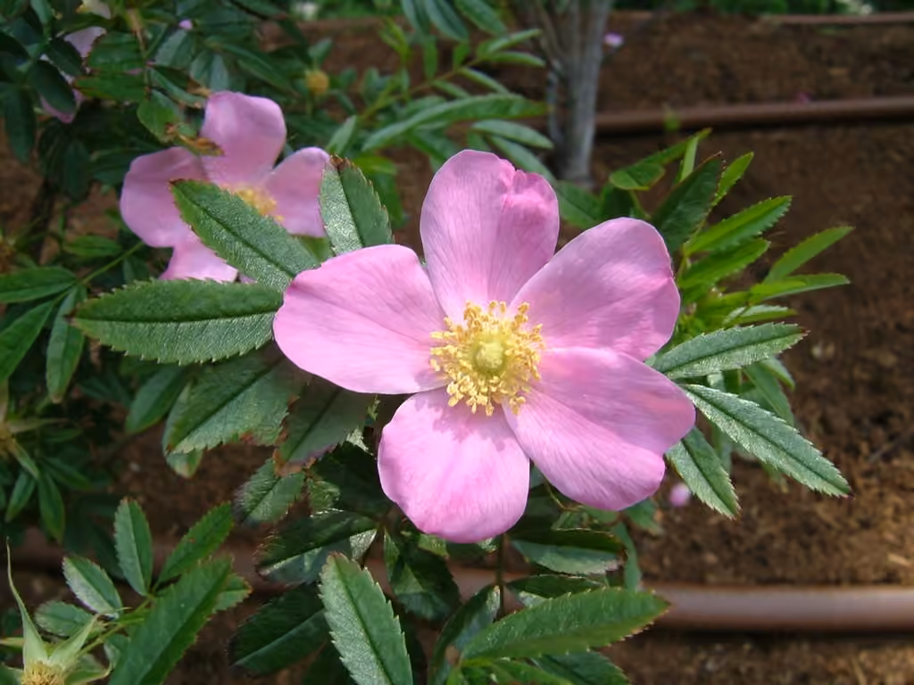 Rosier brillant