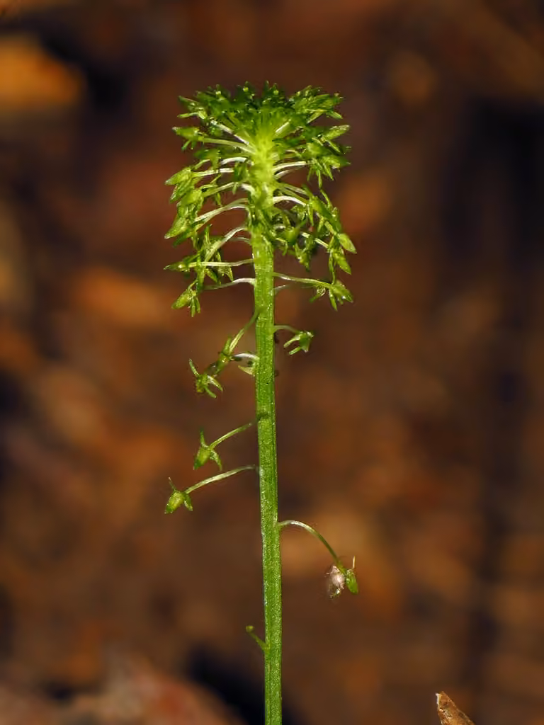 Malaxis unifolié