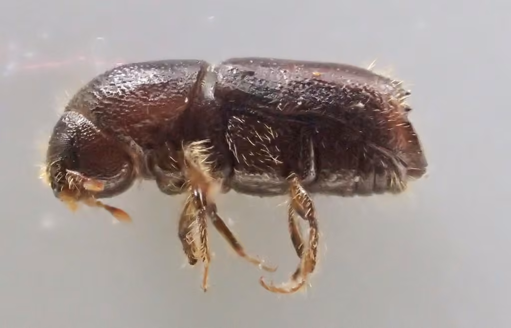 Pine Engraver, photo 2 of 5