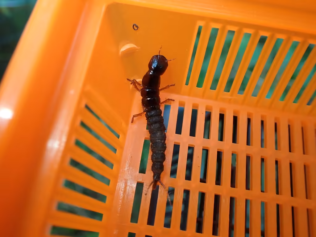 Brown Rove Beetle, Larva