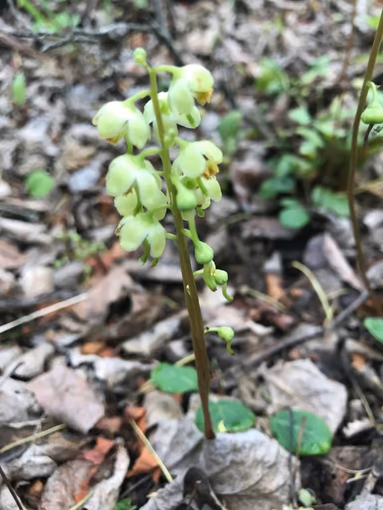 Green-flowered wintergreen, In fruit