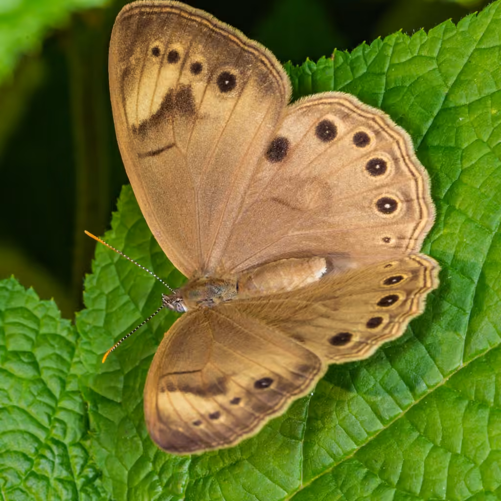 Appalachian Brown, photo 3 of 5