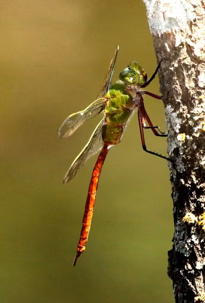 Anax ardent, photo 3 sur 5