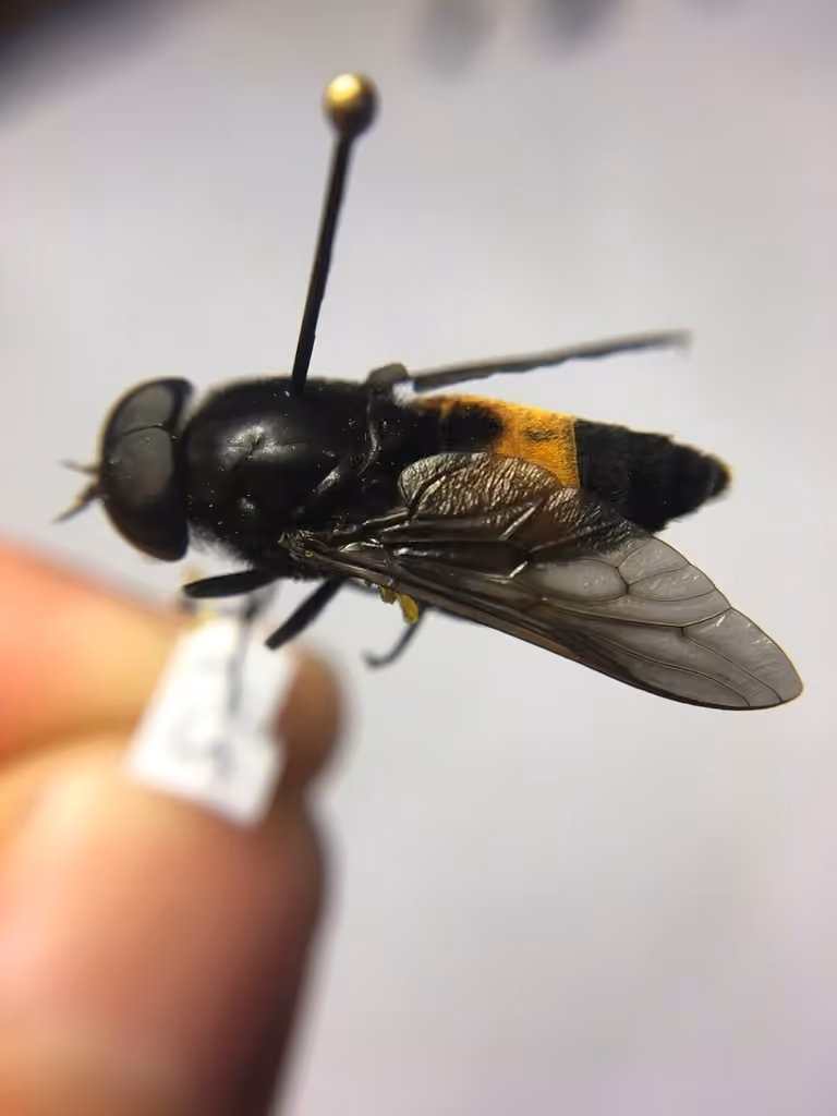 Southern bee horse fly, Male